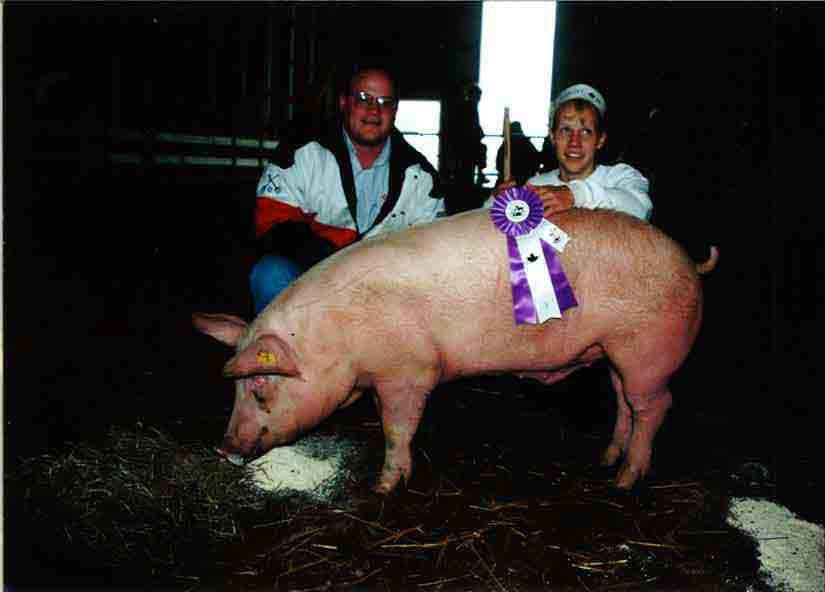 Prize winning pig